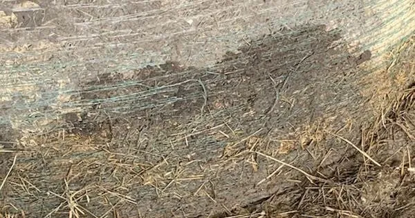 AgriLife Extension shares guidance for flood-damaged hay