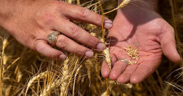 Texas wheat: More problems than bright spots this year