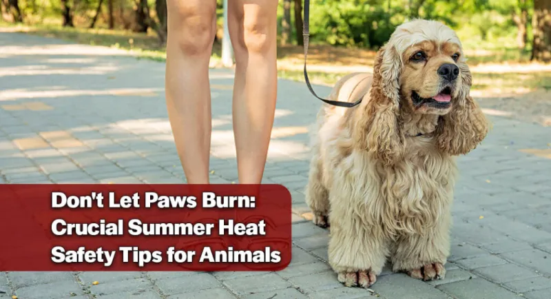 How to Keep Your Pets Safe and Cool as Summer Temperatures Soar