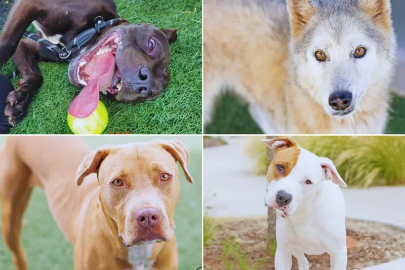 Urgent Dogs at All Kind Animal Initiative Need Forever Homes This Week