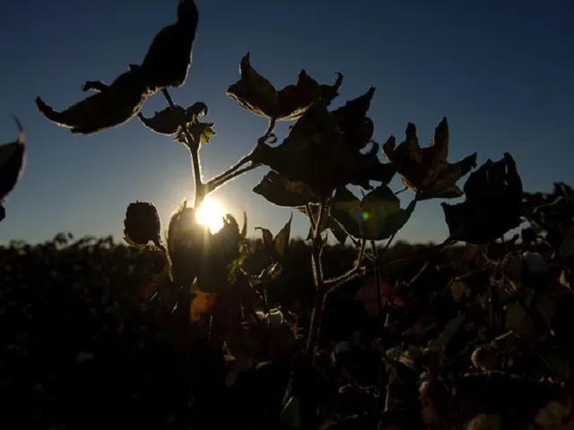 MUD Jeans Bankruptcy Exposes Cotton Supply Chain Pressure