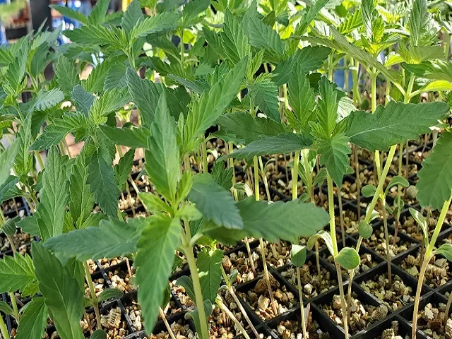 Hemp Acreage Collapses Before Federal Rules Reshape Market