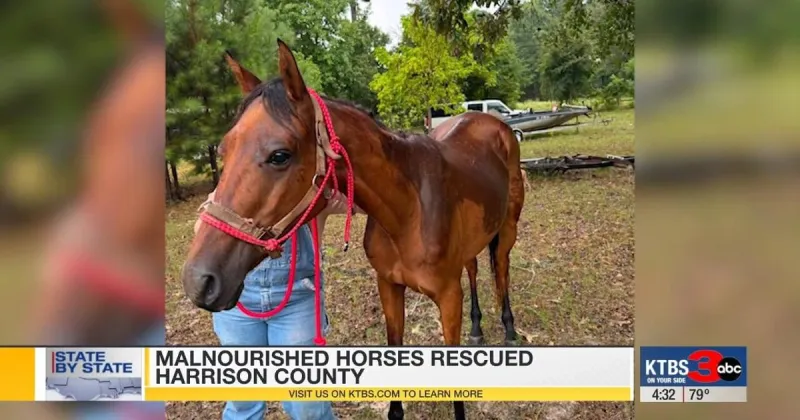 Malnourished horses rescued in Harrison County