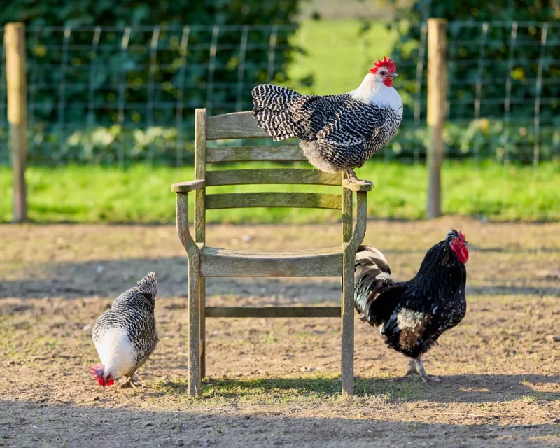 Can You Have Chickens in Your Lubbock Backyard?