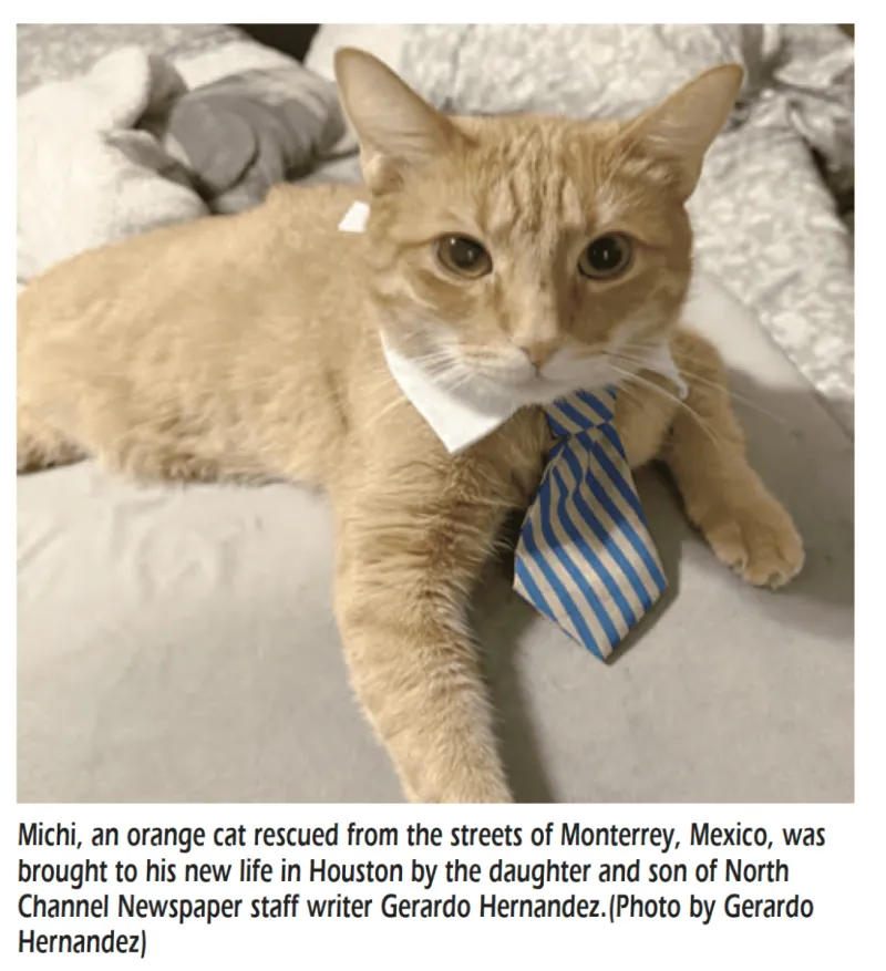 Summer Pet Care In 2026