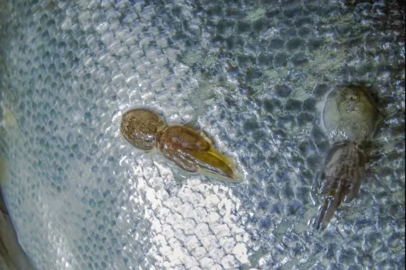 Tiny 'Sea Lice' Are Creeping Out Texas Beachgoers