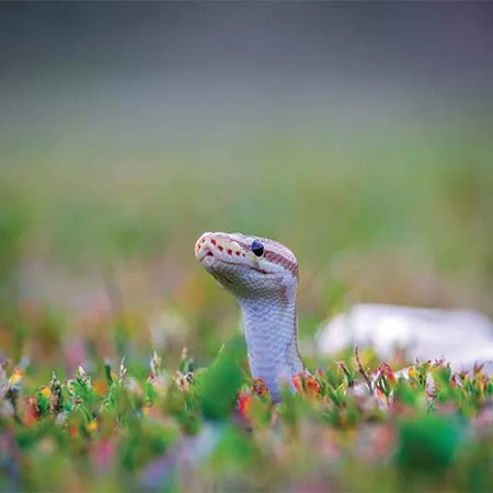 Simple snake prevention tips