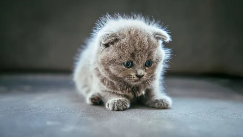 Viral Claim vs Reality: Is Leaving A Cat Alone All Day Illegal In Sweden?