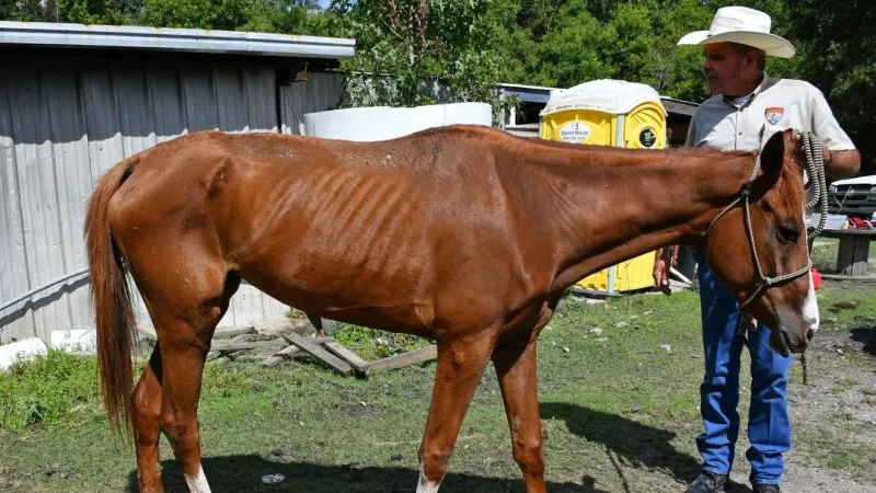 Emaciated horse euthanized; 2nd horse seized after 'shocking neglect'