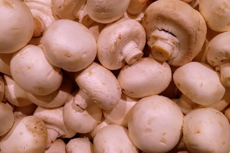 Canadian Mushroom Tariffs Could Aid U.S. Mushroom Growers