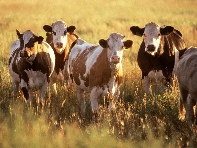 Does Shrinking Beef Capacity Change Cattle Producer Leverage?