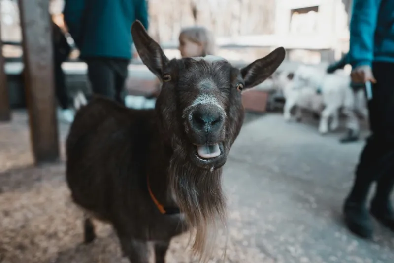 Adorable Lubbock Petting Farm Has Affordable Fall Fun