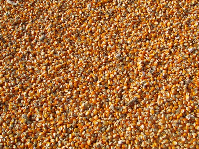 Vietnam U.S. Corn Imports Surge With Sustainability Program