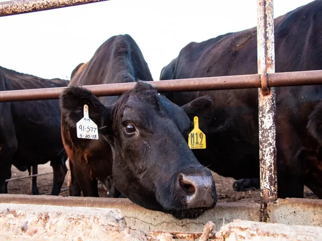 Feedyard Downsizing Could Follow Beef Packing Plant Closures