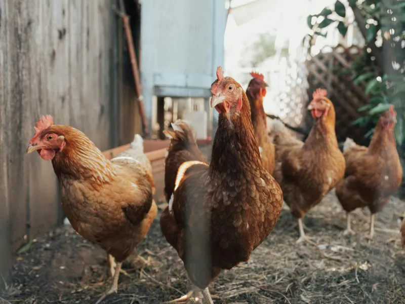 Lubbock Animal Shelter Has Plenty Of Chickens Looking For New Homes