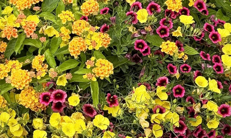 Sunglow brightens the landscape and containers