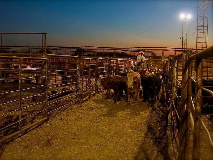 High Fixed Costs Drive Beef Packing Plant Closures