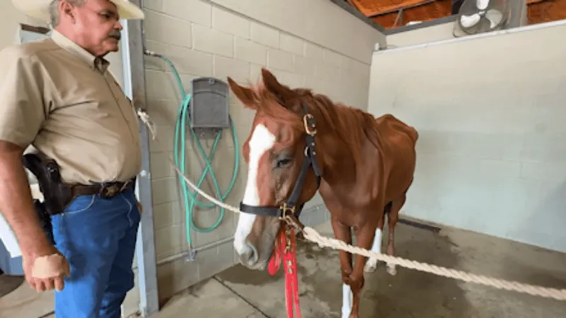 In Jefferson County court Thursday, abused horse's fate changes as officials seek charges