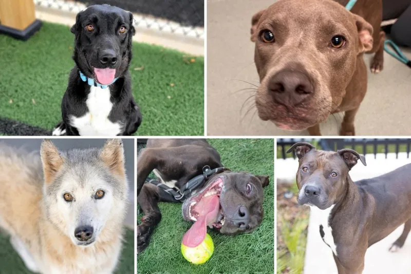 Take One Look at These Urgent Abilene Dogs and Try Not to Fall in Love
