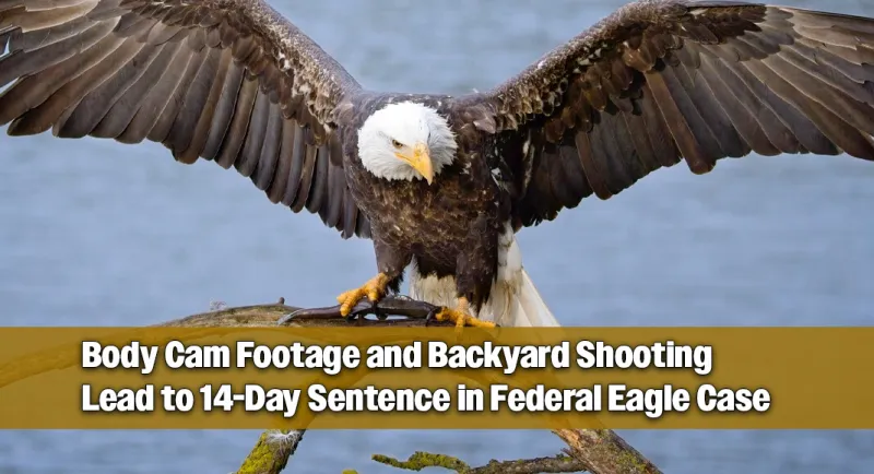 Court Sentences Man to Federal Prison After Shooting Eagle in Backyard