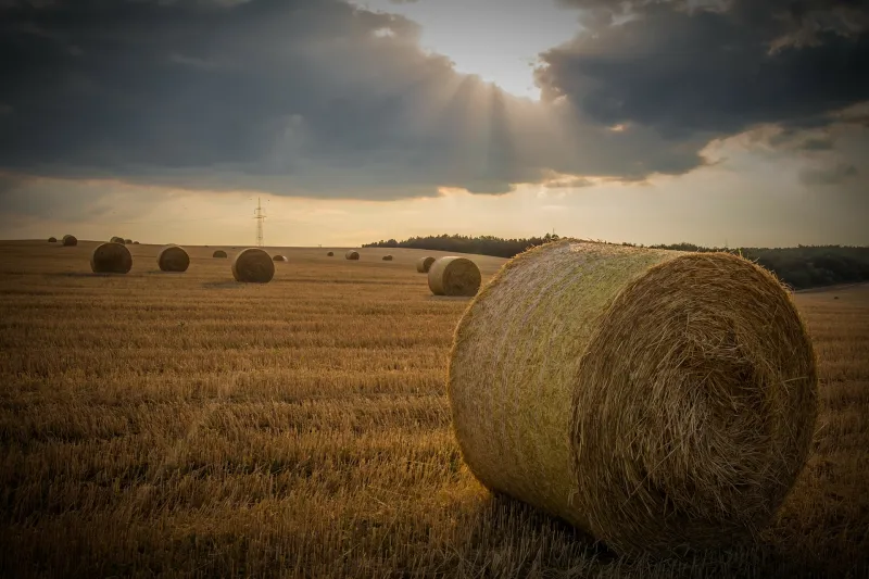 New Hay Insurance Adds Revenue Protection For 2027