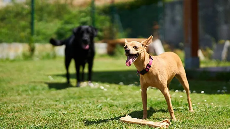 POLL: Should penalties be stricter for pets without shade or water in extreme heat?