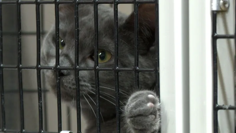 TJ Humane Society remains crowded as abandoned pets rise, owners struggle with costs