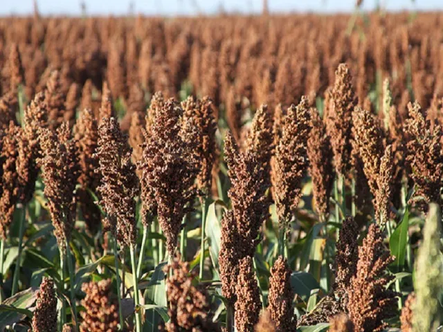 New Sorghum Futures Contract Targets Longstanding Price Risk