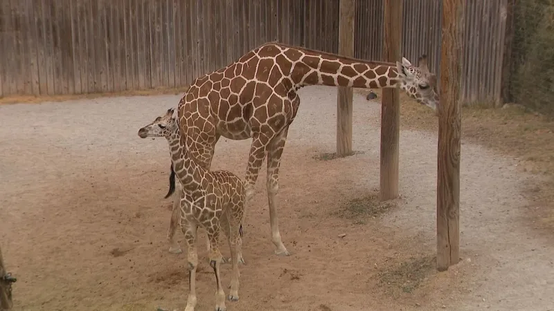 Abilene Zoo is going wild with its biggest expansion yet