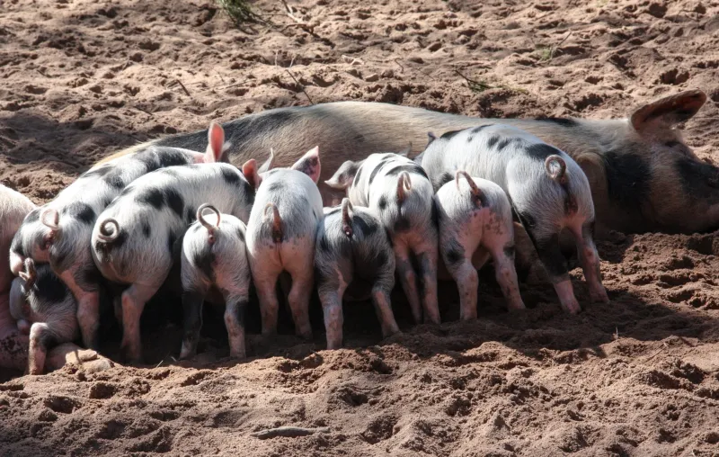 North American Hog Supplies Steady Despite Breeding Decline