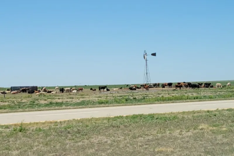 North American Cattle Inventory Rises As Rebuilding Emerges