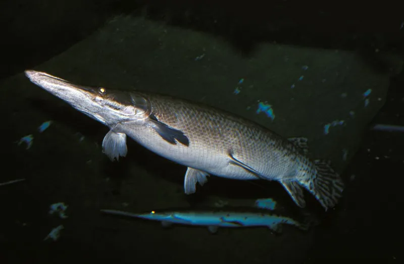 Trinity River Alligator Gar Harvest Lottery Opens September First