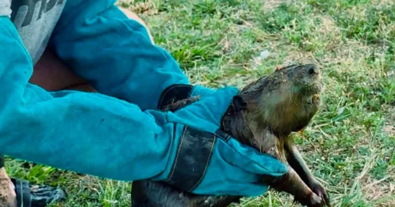 A Denton-area animal rescue has gained 100K fans. Social media and wildlife experts see concerns.