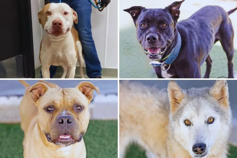 These Abilene Shelter Dogs Are Running Out of Time and Waiting for Someone Like You
