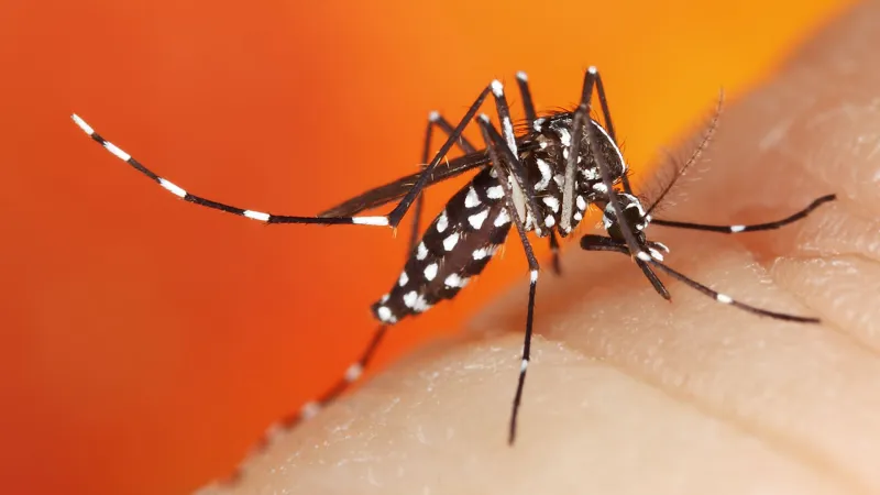 City to Spray for Mosquitos After One Positive WNV Trap