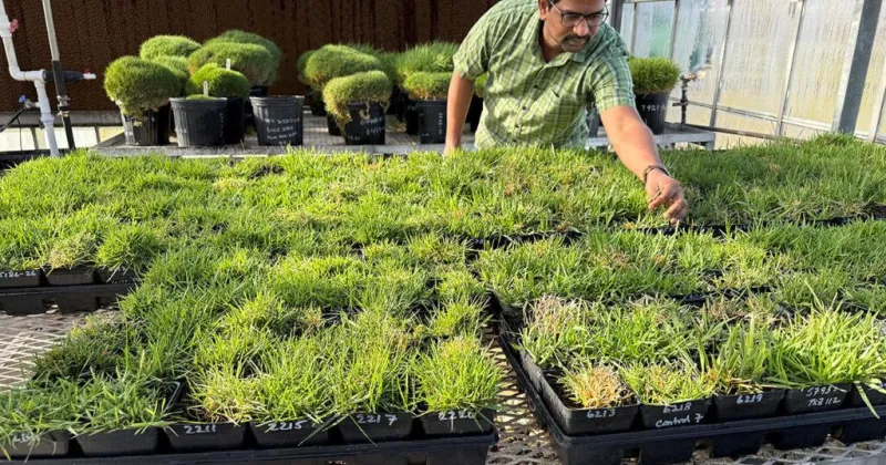 First full zoysia grass genetic blueprint opens doors for drought-tolerant turf