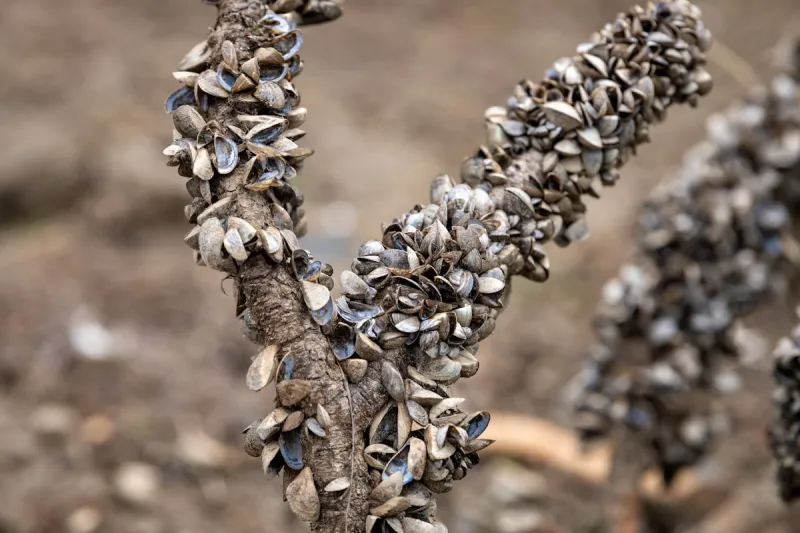 Zebra Mussel Infestation Confirmed in Abilene Texas Lake