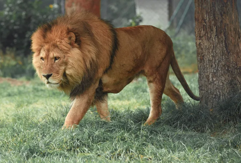 9 Certain Animals Not Allowed as Pets in Texas