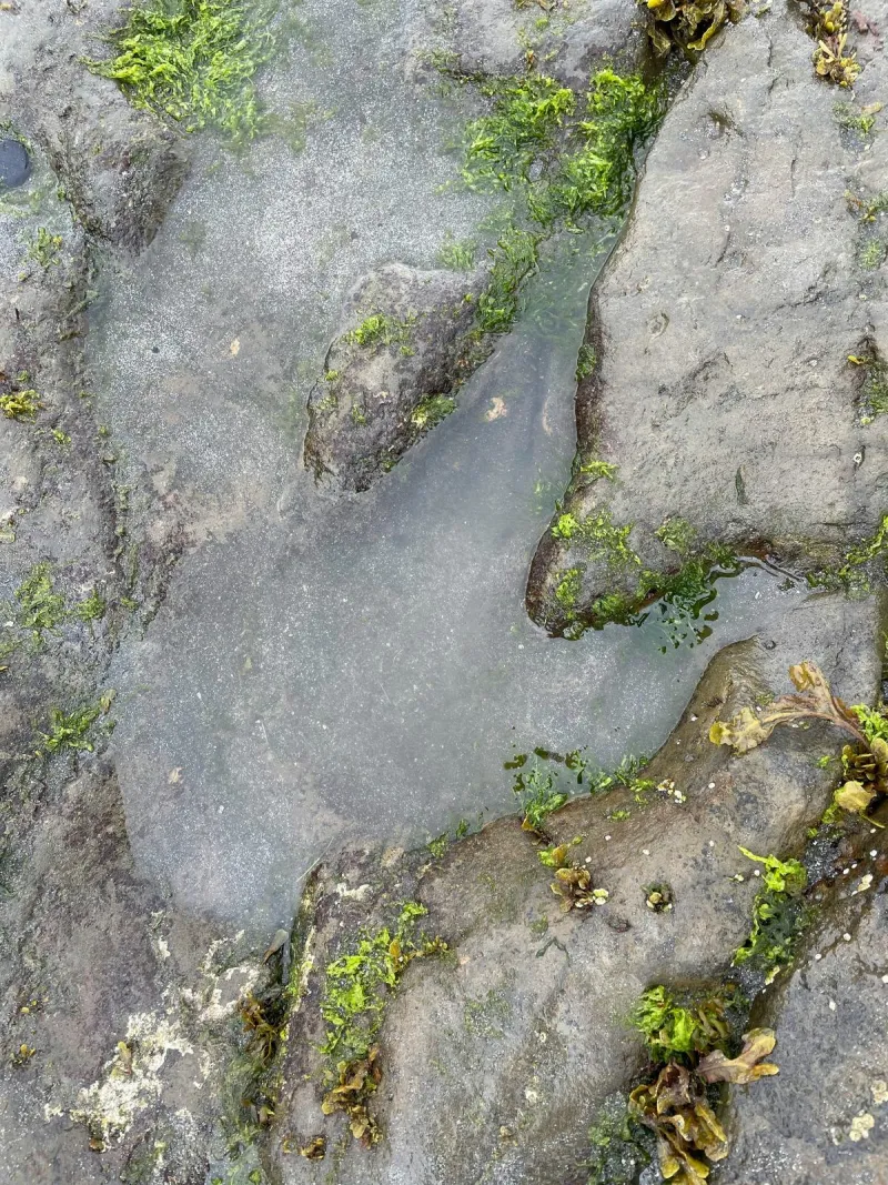 Giant Tracks Found on Central Texas Riverbank As Big As Dinosaur Feet