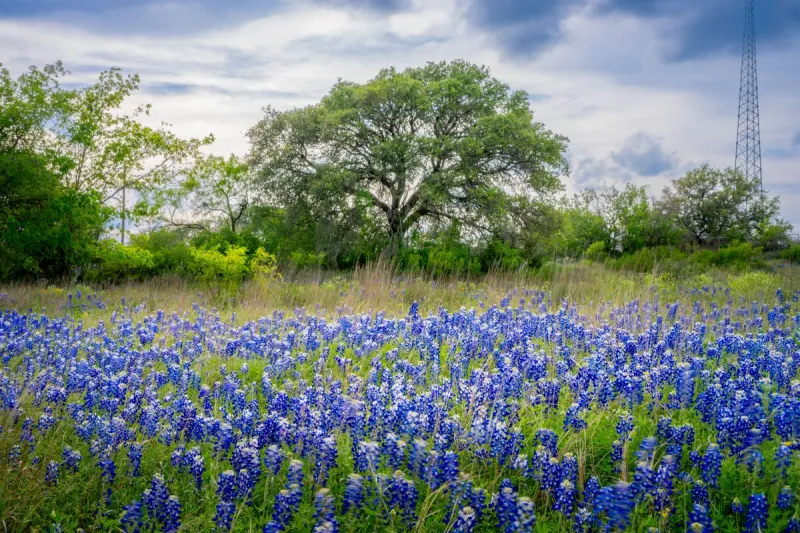 Texas Fun Facts That Will Knock Your Cowboy Hat Off