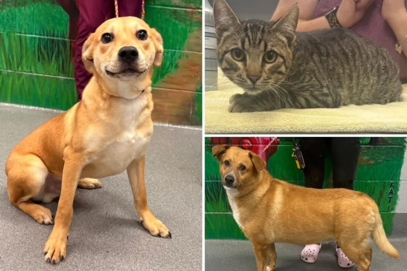 Want to Adopt a Dog or Cat in Tyler? Here's How to Save