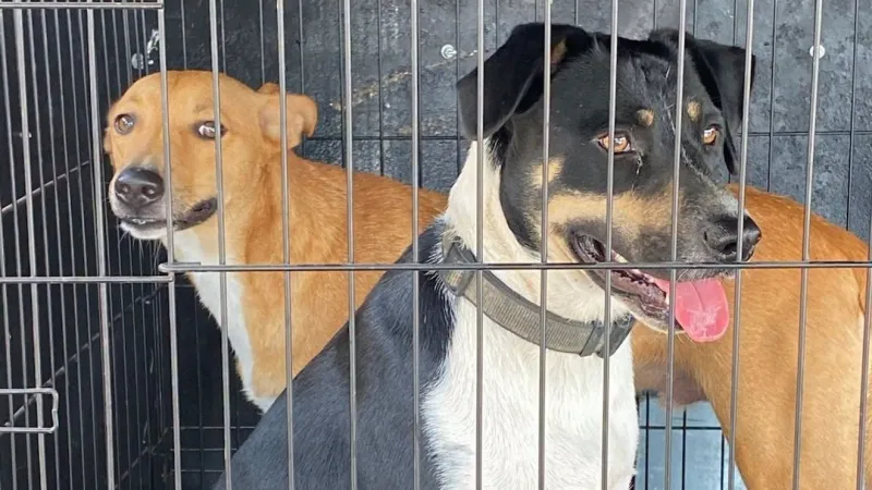 Austin Pets Alive! rescues dozens of animals from flooding in East Texas