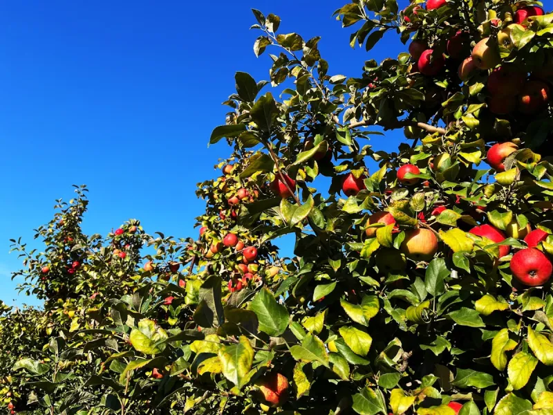 El Paso's Favorite Apple Festival Road Trip Is Back