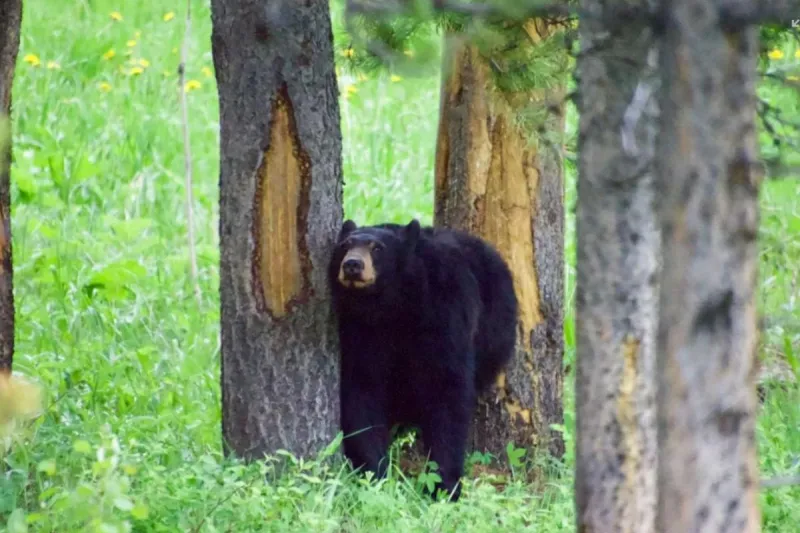 Black Bear is Back Roaming East Texas...And He's Bigger Now