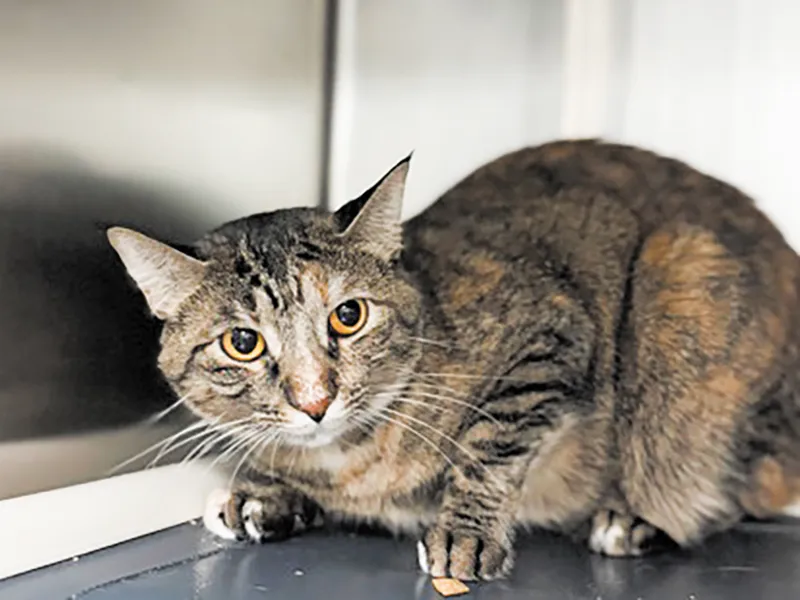 Pet of the week * 09-04-26