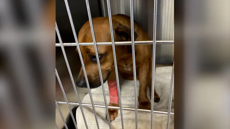Dozens of animals rescued from flooded East Texas shelter now need foster homes