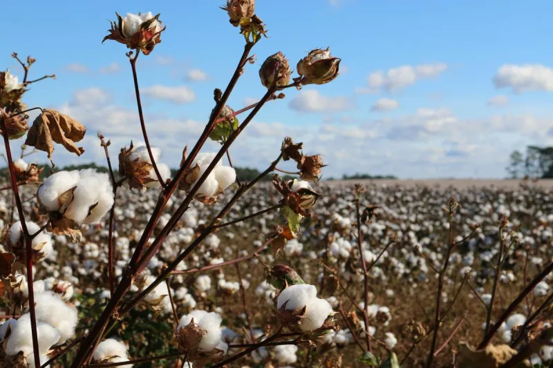 Cotton Is Still King: The Real Sign Fall Has Arrived In Lubbock