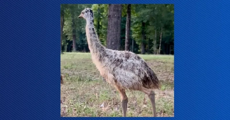 Search effort under way for missing emu in Hallsville