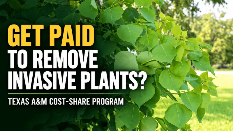 New A&M program could help property owners pay to remove invasive plants