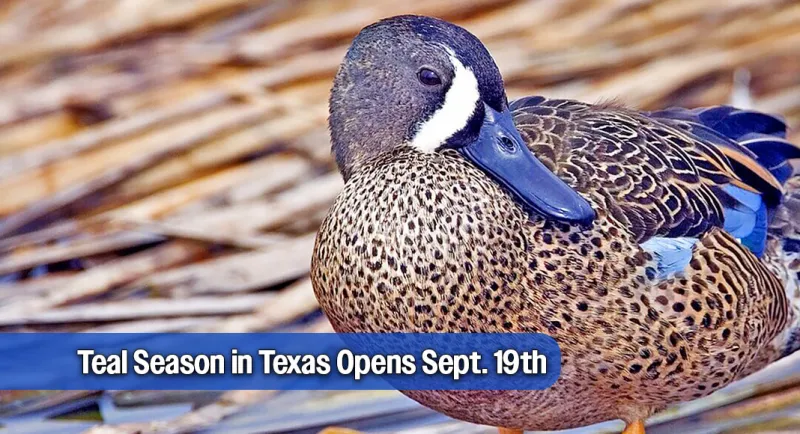 Teal Season in Texas Opens Sept. 19th